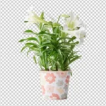 Flower Bg Removal C-3