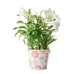 FLower Clipping Path C-3
